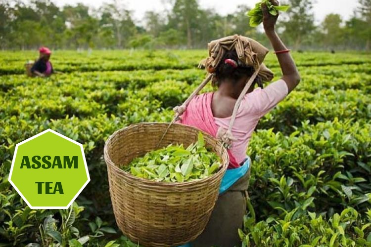 solanki tea - All you need to know about Assam Tea