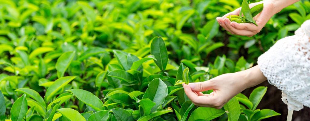 Best Green tea wholesalers in India