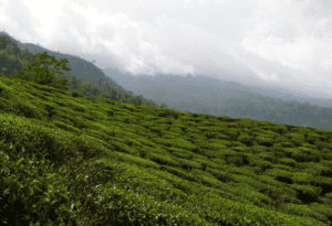 solanki single estate Tea