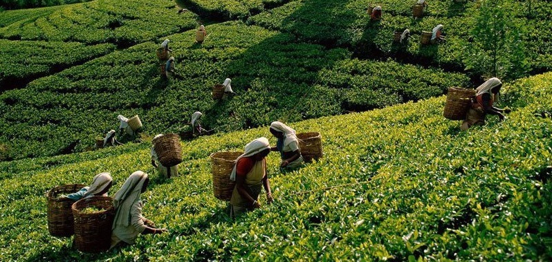 Best Assam tea wholesalers in India