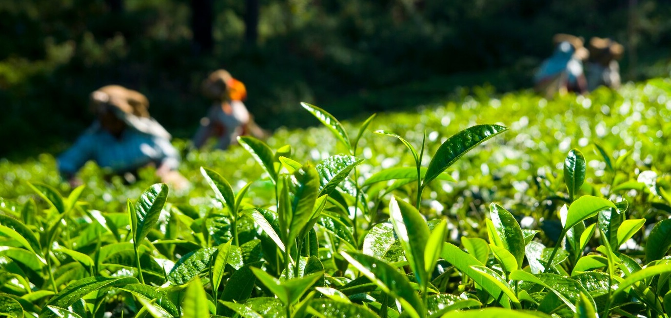 solanki Tea 