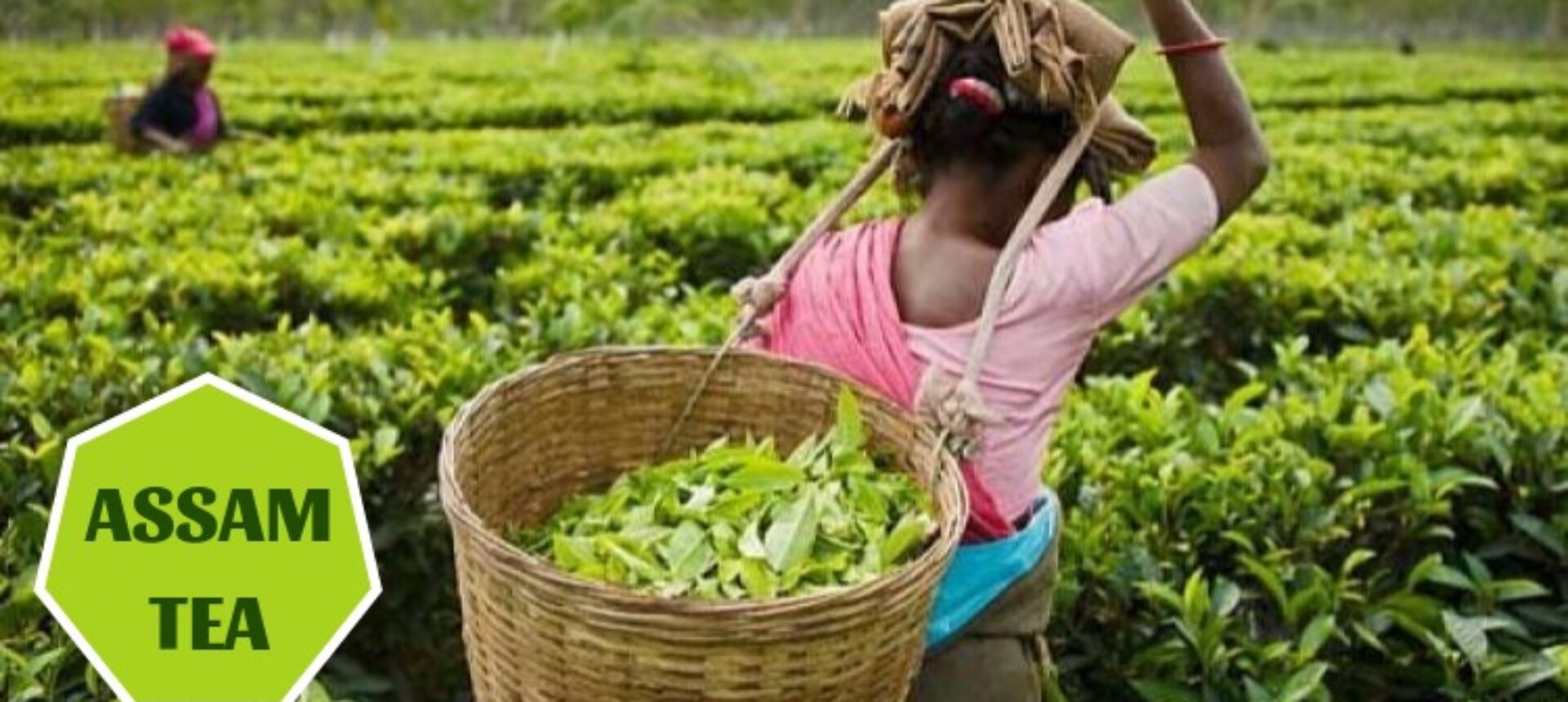 solanki Tea 