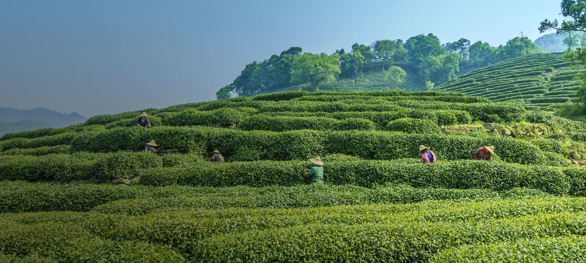 solanki Tea 