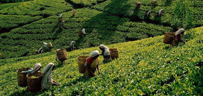 solanki Tea 