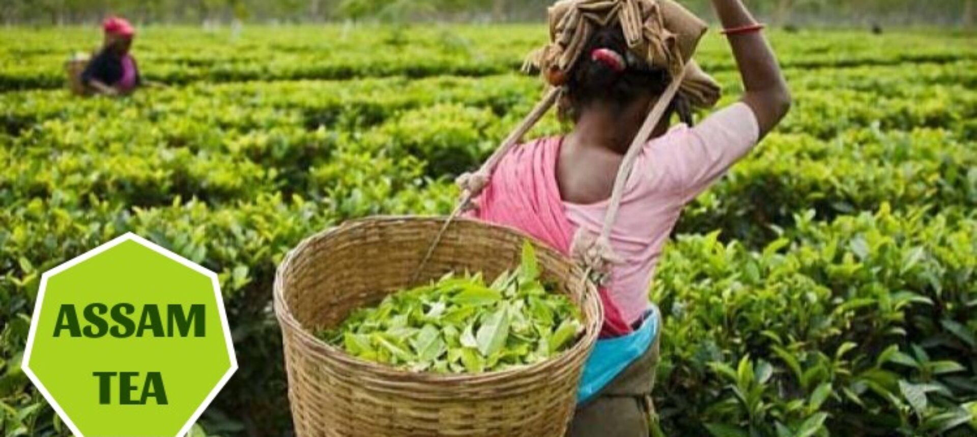 All you need to know about Assam Tea [Updated-2024]