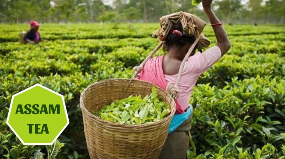 All you need to know about Assam Tea [Updated-2024]