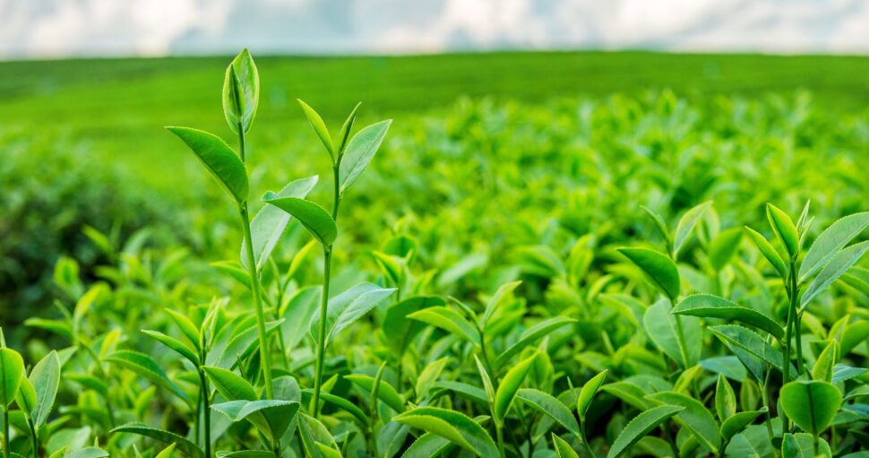 Top Green Tea Manufacturers & Suppliers in Vashi, Navi Mumbai [Updated-2024]