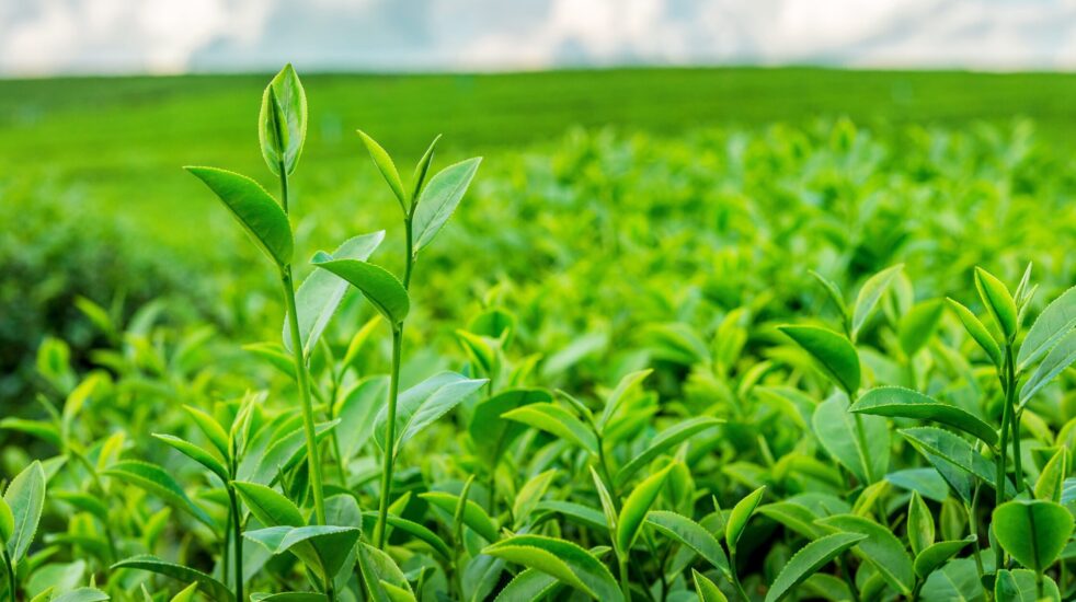 Top Green Tea Manufacturers & Suppliers in Vashi, Navi Mumbai [Updated-2024]